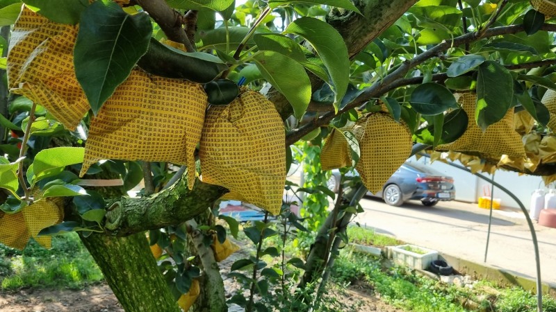 나주시가 고품질 나주배 생산을 위한 농가 실천사항을 당부하고 있다. (사진제공 = 나주시)