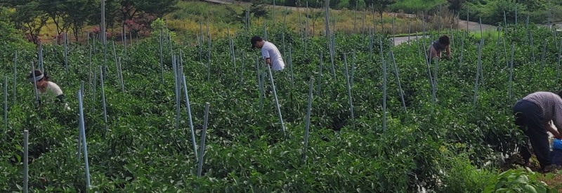 외국인 계절근로자들이 관내 농가에서 농작업을 하는 모습 (사진제공 = 함평군)
