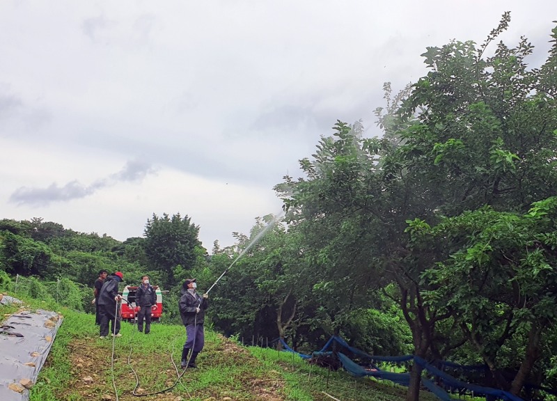 돌발해충 방역 모습 (사진제공 = 정읍시)
