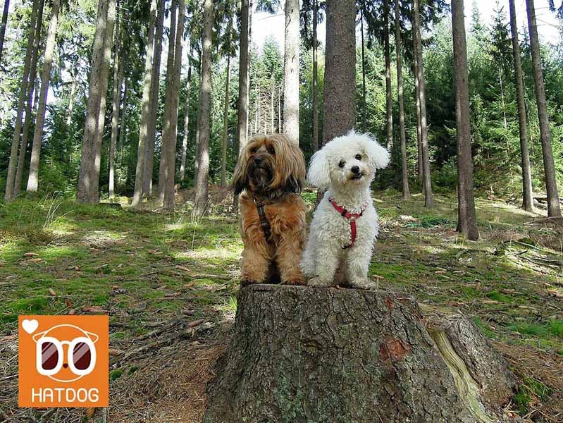 하트독, 댕댕이와 자연 속 힐링 카페 가볼까