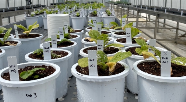 포트 검정중인 연구용 배추 사진