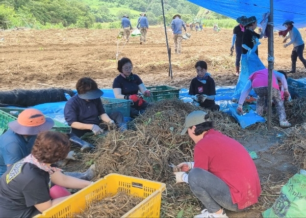 국힘 강원도당 레드캡봉사단, 침수 피해 홍촌 인삼농가 일손돕기 봉사