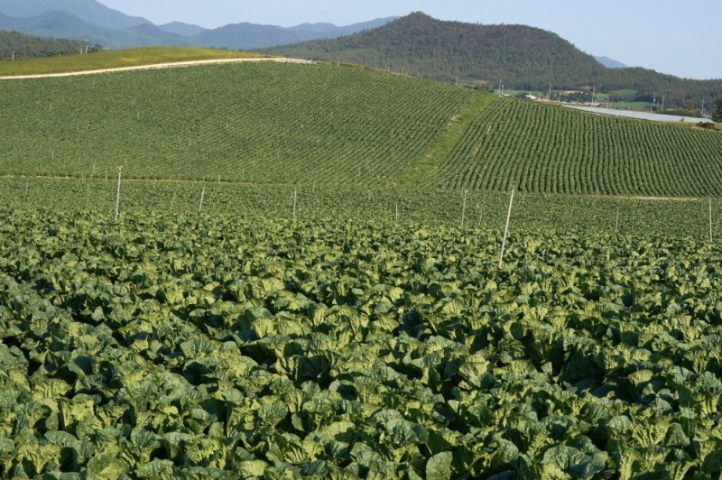 배추밭 전경 (사진제공 = 해남군)