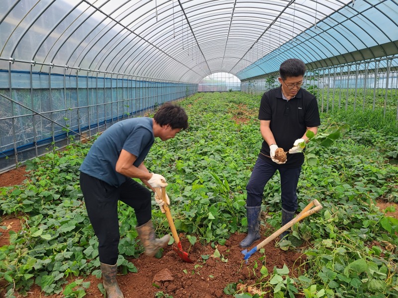 손불면 김용진 농가에서 히카마를 수확하는 모습 (사진제공 = 함평군)