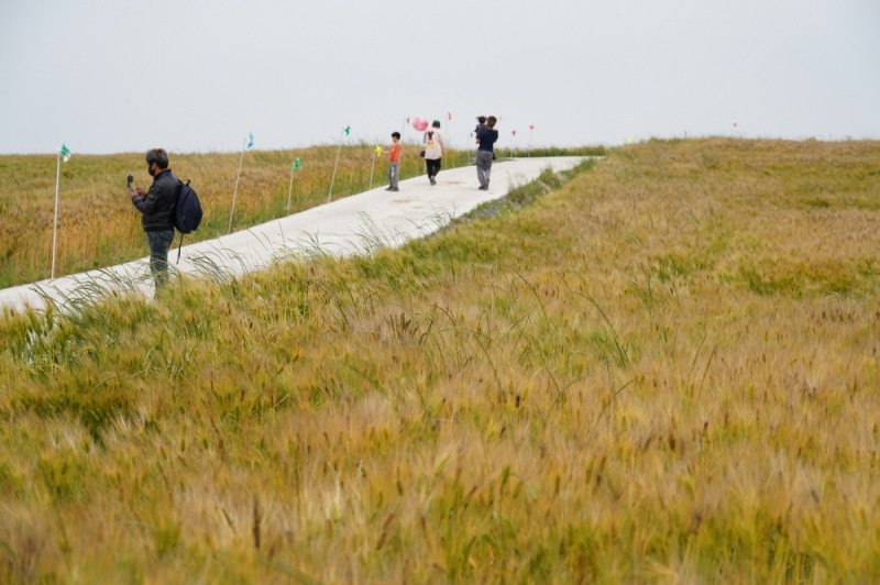 황산면 연호리 보리밭 (사진제공 = 해남군)