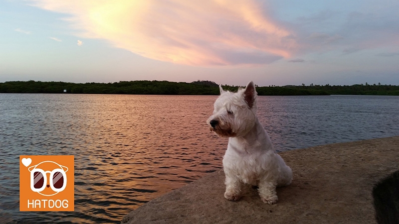 하트독, 바다뷰 즐기며 댕댕이와 수다 삼매경