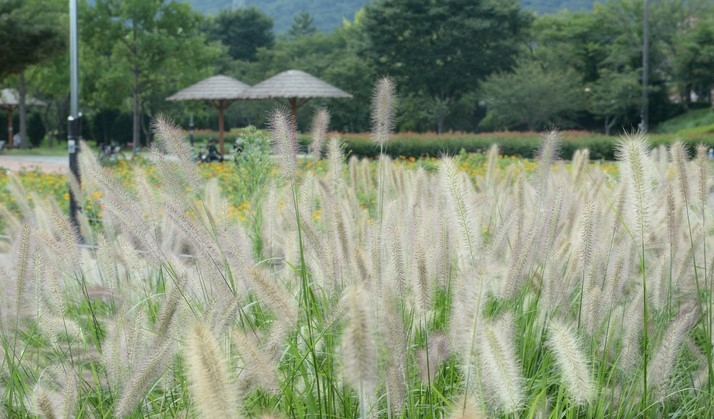 절기상 '처서'인 23일 오전 울산 남구 삼호교 인근에 가을의 전령사 수크령이 활짝 펴 있다.