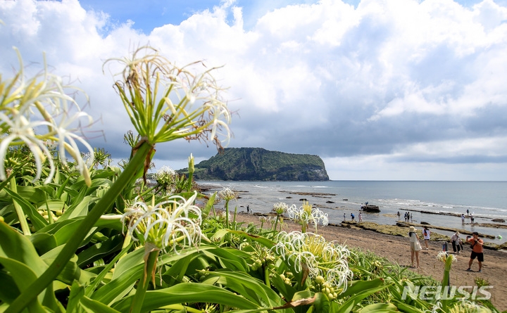 비교적 맑은 날씨를 보이는 지난 21일 오전 제주 서귀포시 성산읍 광치기 해변에 문주란이 활짝 펴 시선을 끌고 있다.