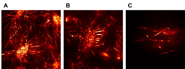 사진=가톨릭중앙의료원