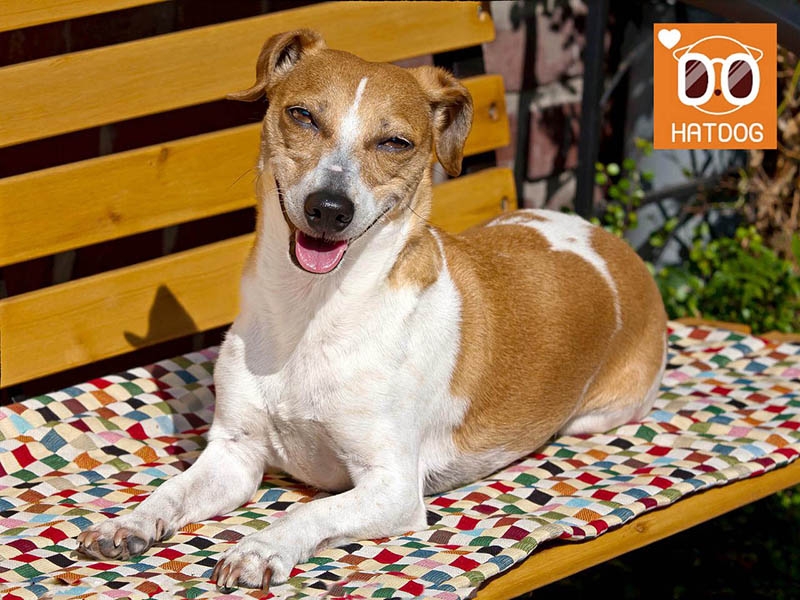 하트독, 댕댕이와 힐링캠핑 체험 가능한 애견카페 추천