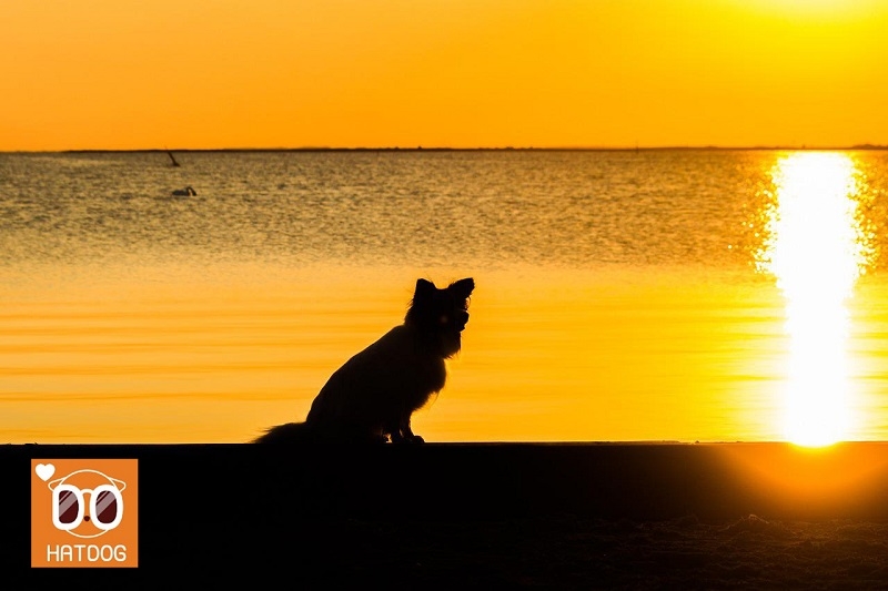 하트독, 댕댕이와 달맞이언덕 나들이 어때요?