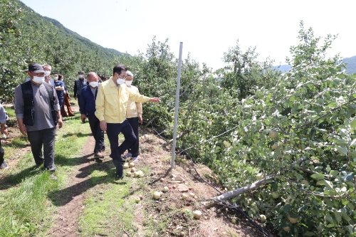 이성희 농협중앙회장이 7일 경북 봉화군 소재 과수농가를 방문하여 제11호 태풍 힌남노의 영향으로 쓰러진 사과나무를 살펴보고 지원방안을 강구하고 있다. /사진제공=농협중앙회