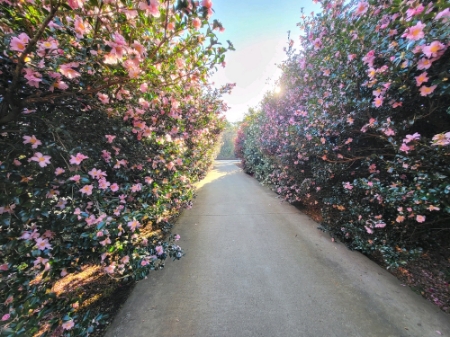 제주도 카멜리아힐