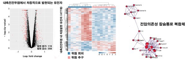 위험선호도에따라내측전전두엽내477개유전자의양적발현에차이가남.기능분석및단백질망분석을통해전압의존성칼슘통로복합체를비롯한여러유전자가위험선택행동에관여하는것으로추정된다.