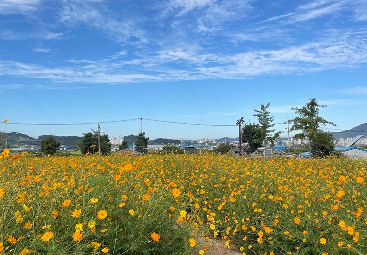 풀잎에 이슬이 맺힌다는 '백로'인 8일 충북 증평군 증평읍 사곡리 농심테마파크 꽃밭에 황화코스모스가 흐드러지게 피어 있다. 황금 물결이 파란 가을하늘과 어우러져 아름다운 풍경을 연출하고 있다. (사진=증평군 제공)