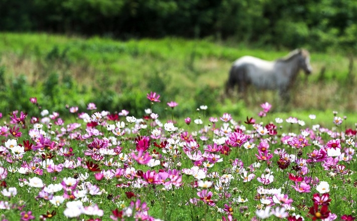 제주시 이호동에 활짝 핀 코스모스 뒤로 제주마 한 마리가 서 있어 가을 분위기를 자아내고 있다.