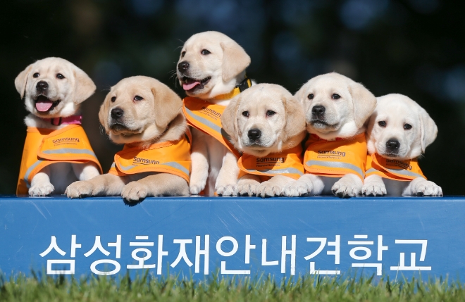 퍼피워킹을 앞둔 생후 6주된 예비 안내견. (사진 = 삼성화재안내견학교 제공)