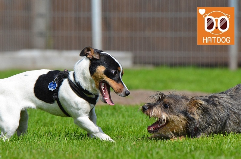 하트독, 댕댕이 스트레스 제로! 노키즈 애견카페 추천