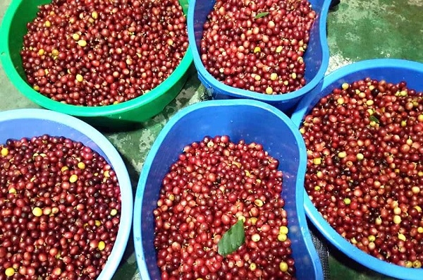 양재동 aT센터서 ‘서울커피앤티페어’ 개최... 국산커피체험관 오픈