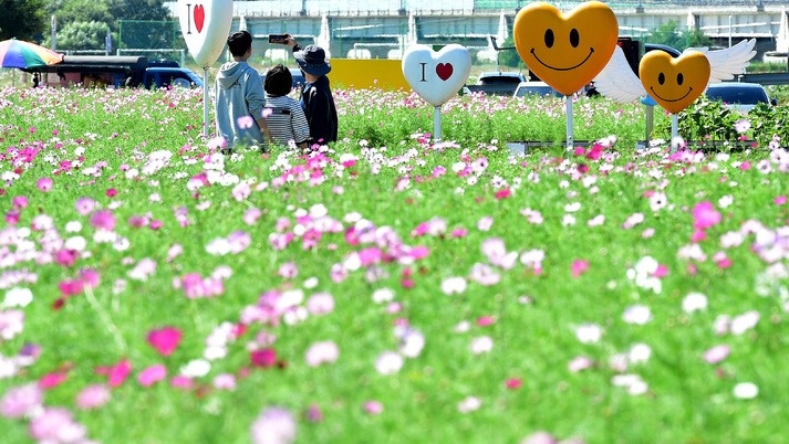 가을이 성큼 다가온 21일 오후 경북 경산시 하양읍 대부잠수교 부근 금호강 둔치에 코스모스가 활짝 피어 있다.
