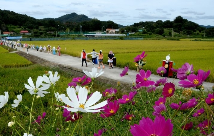 절기상 추분을 하루 앞둔 지난 22일 충북 청주시 상당구 가덕면에 나들이객들이 코스모스 사이를 거닐며 가을 날씨를 즐기고 있다.