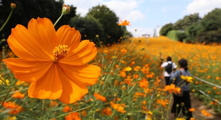 가을 날씨를 보인 지난 22일 오후 서울 송파구 올림픽공원 들꽃마루에 황화 코스모스가 만개해 있다.