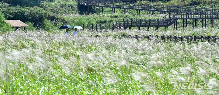 낮과 밤의 길이가 같아지는 추분(秋分)인 지난 23일 오후 대구 달서구 대명유수지를 찾은 시민들이 억새 산책로를 거닐며 가을 정취를 느끼고 있다