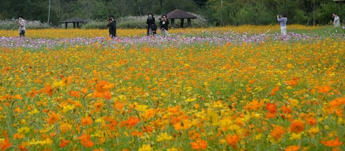 완연한 가을 날씨가 이어진 지난 26일 전북 전주시 자연생태체험학습원을 찾은 시민들이 만개한 코스모스를 바라보며 산책을 즐기고 있다.