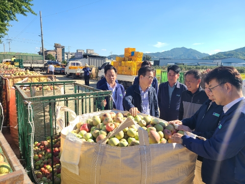 이재식 농협중앙회 부회장(왼쪽에서 두번째)이 27일 경북 영주 소재 대구경북능금농협 임시집하장에서 태풍 낙과 납품상황을 살펴보며 농업인으로부터 의견을 청취하고 있다.