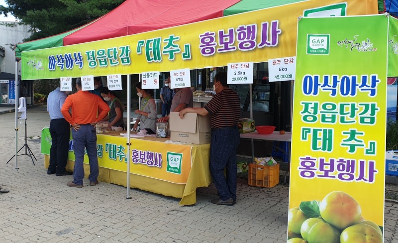 태추단감 홍보 모습 (사진제공 = 정읍시)