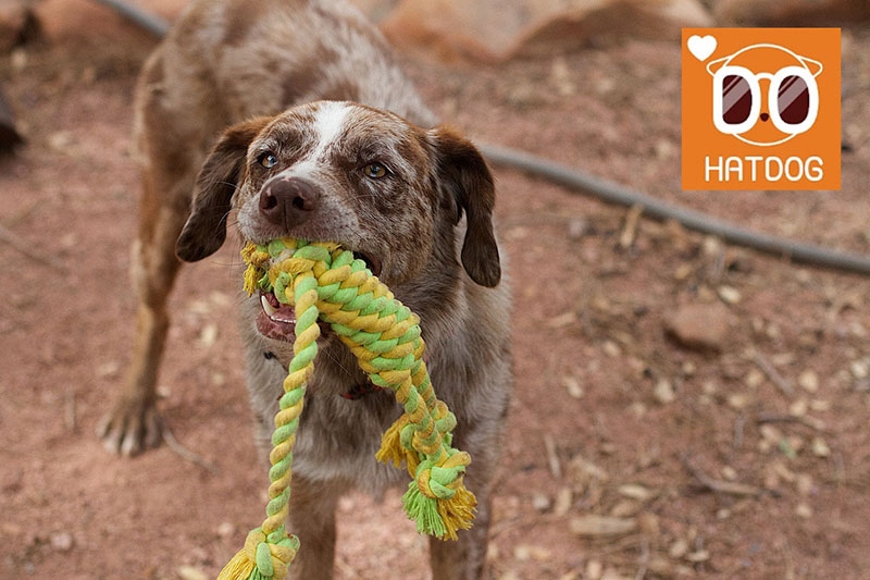 하트독, 터그놀이 좋아하는 댕댕이를 위한 애견카페 추천