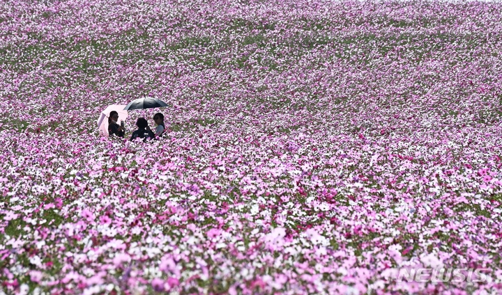청명한 날씨를 보인 지난 27일 오후 경기도 안성팜랜드를 찾은 시민들이 활짝 핀 코스모스를 보며 가을 정취를 만끽하고 있다.
