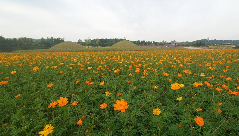 국립나주박물관 일대에 만개한 황하코스모스 모습 (사진제공 = 나주시)
