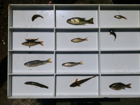 경기도 해양수산자원硏, "하천 4곳 민물고기 32종 서식…외래종 3종 발견"