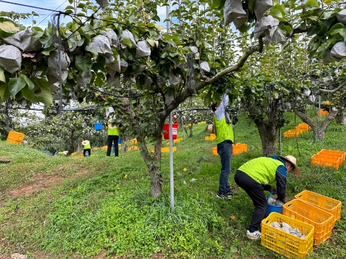 14일 경기 고양시 일산동구 과수농가를 방문한 농협경제지주 축산기획부 임직원들이 배 수확작업에 구슬땀을 흘리고 있다.