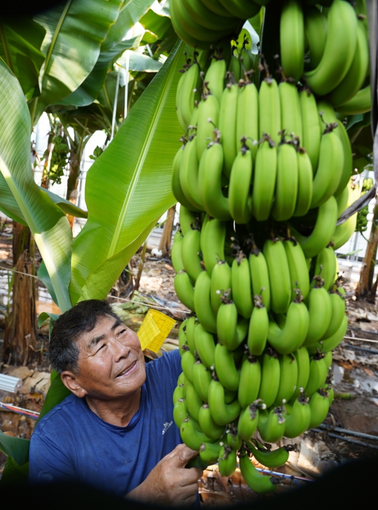 바나나 수확 모습 (사진제공 = 해남군)