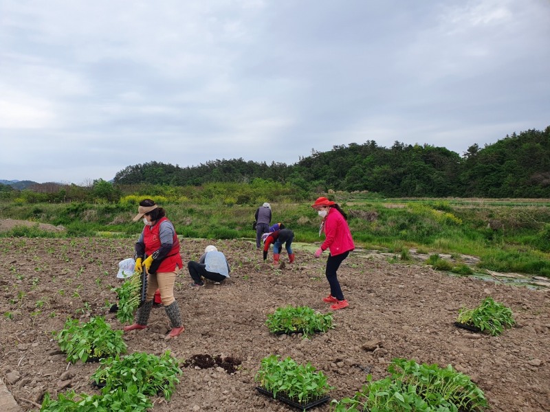 황산면 연자마을 해바라기 조성 모습 (사진제공 = 해남군)