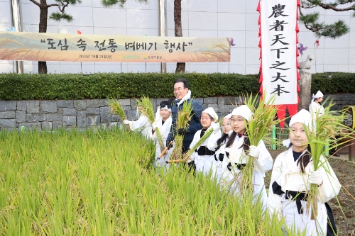 이성희 농협중앙회장은 21일 서울미동초등학교 학생들과 함께 서울 중구 농업박물관 체험농장에서 전통방식 벼베기를 재연하고 있다.