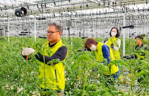 NH농협은행 자금운용부문 길정섭 부행장(사진 왼족)과 직원들이 수확기를 맞아 충남 천안의 농촌마을을 찾아 일손돕기를 실시했다. /사진제공=NH농협은행