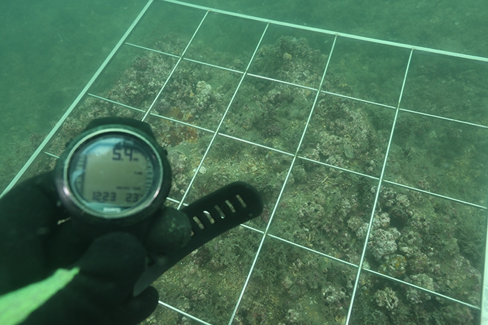 완도군 금일읍 용항리 해역에 해조류 종자 줄을 고정시키기 위해 볼트를 설치하는 모습 (사진제공 = 완도군)