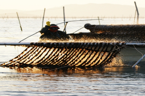 물김채취 모습 (사진제공 = 해남군)