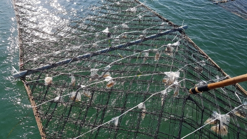 양식사진 /제공=경기도