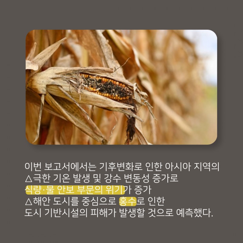 기후변화가 몰고 온 '아시아 식량난'