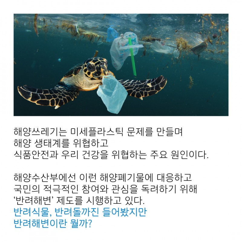 바다를 키우는 세상, '반려해변'