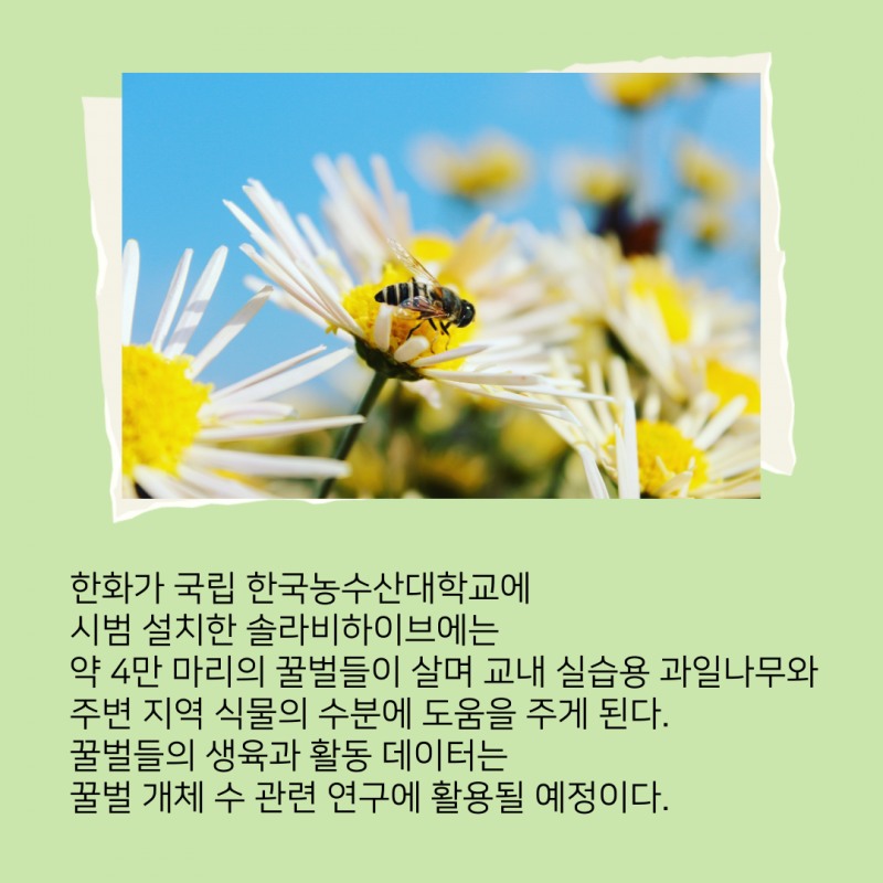 꿀벌 지키는 집, '솔라비하이브'