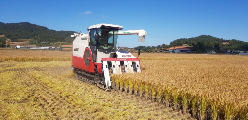 가공용 특수미 수확 모습 (사진제공 = 해남군)