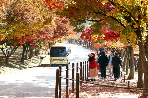 단풍으로 물든 내장산 모습 (사진제공 = 정읍시)