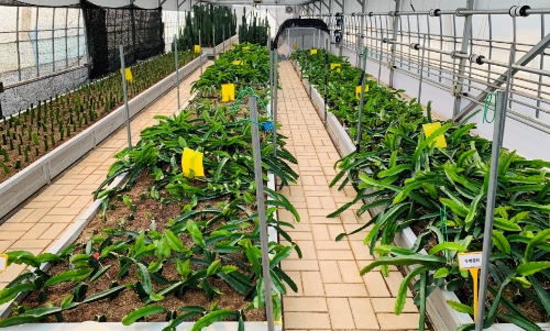 무병대목 증식 / 사진 제공 : 경기도