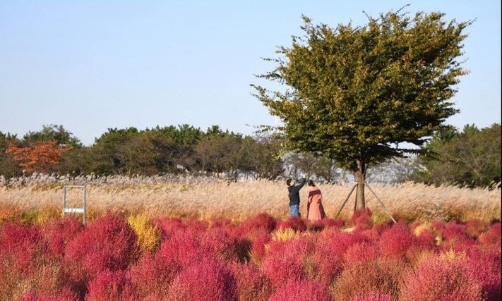 시흥 갯골공원에서 자태를 뽐내고 있는 '붉은 댑싸리' 뒤에서 한 가족이 가을 낭만을 즐기고 있다(사진=시흥시)