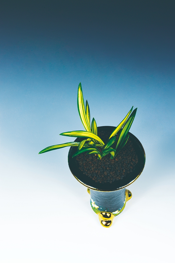 2021년 한국란 전국 전시회 대상 '태황' (사진제공 = 화순군)